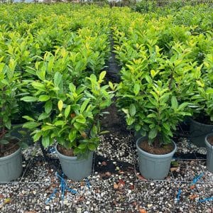 Cherry Laurel