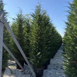 Hedging