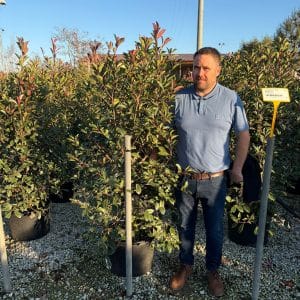 Photinia Red Robin (130cm - 150cm)