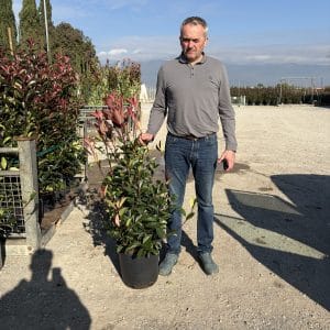 Photinia Red Robin (110cm - 130cm)
