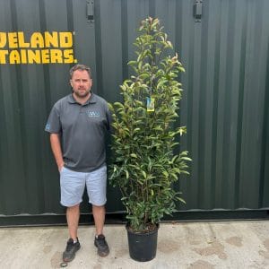 Photinia Red Robin (150cm - 170cm)