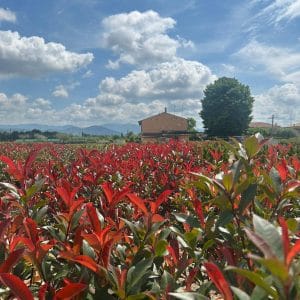 Photinia Red Robin