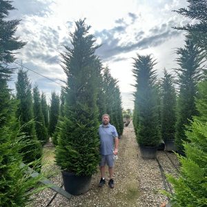 Conifers