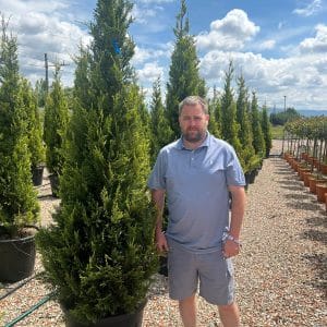 Golden Leylandii 200cm - 250cm