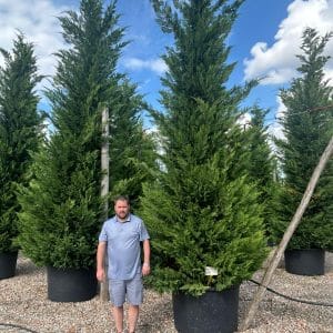 Cupressocyp Leylandii 500cm - 550cm