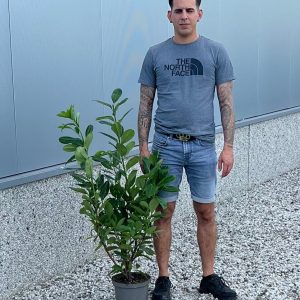 Cherry Laurel Hedge (90cm - 120cm)