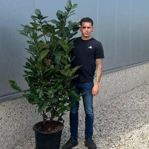 Cherry Laurel Hedge (170cm - 185cm)