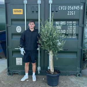Olive Trees
