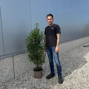 Prunus Lusitanica Portuguese Laurel (110cm - 130cm)