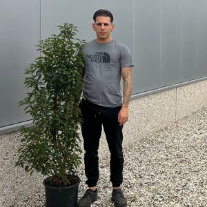 Prunus Lusitanica Portuguese Laurel (130cm - 150cm)