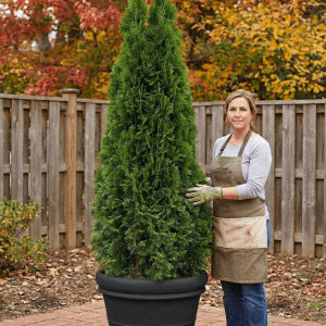 Thuja OC Smaragd 150cm - 170cm