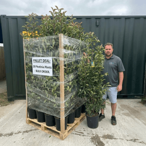 Pallet Deal x20 Photinia Red Robin (150cm - 170cm)