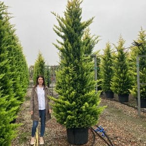 Cupressocyparis Leylandii "Gold Rider" 300cm-350cm